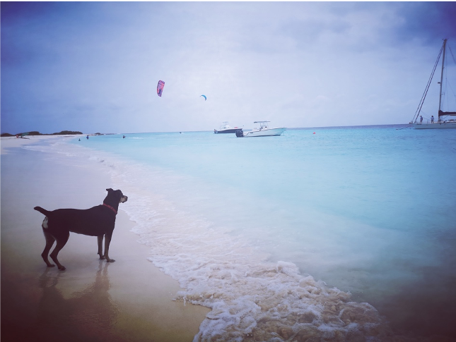 Zwerfhonden Curaçao