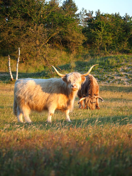 holistic grazing and PAR